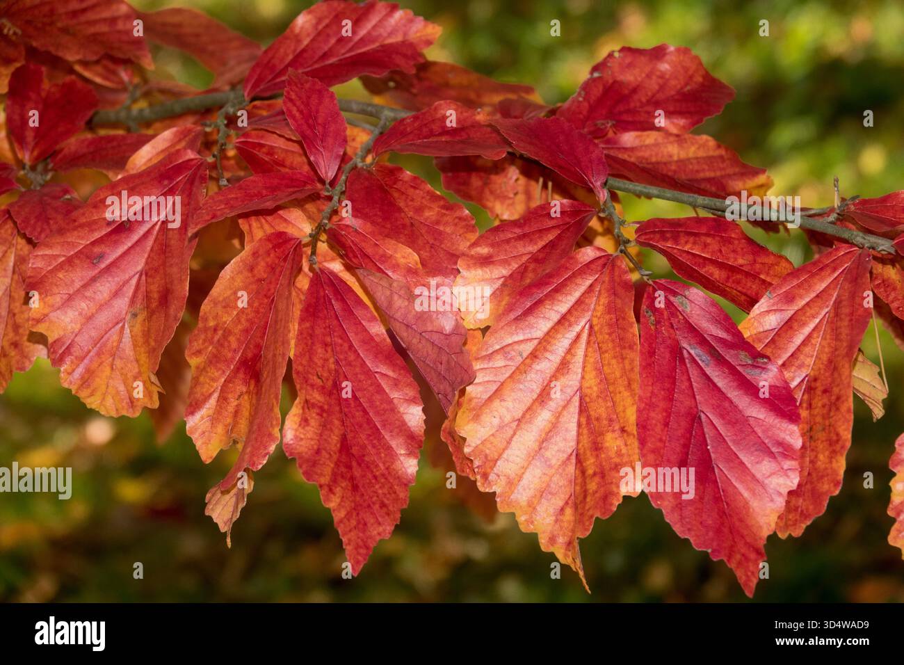 Parrotia persica Autumn Stock Photo