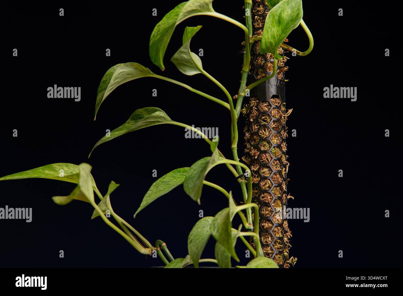 Pothos plant in pot hi-res stock photography and images - Alamy