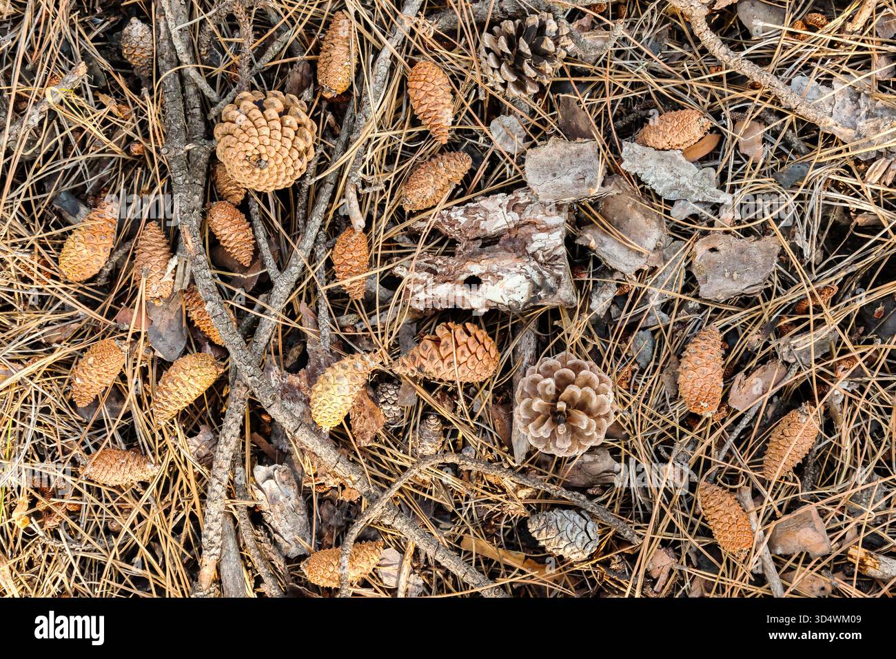 Cones lie on the ground with dried pine needles. Stock Photo