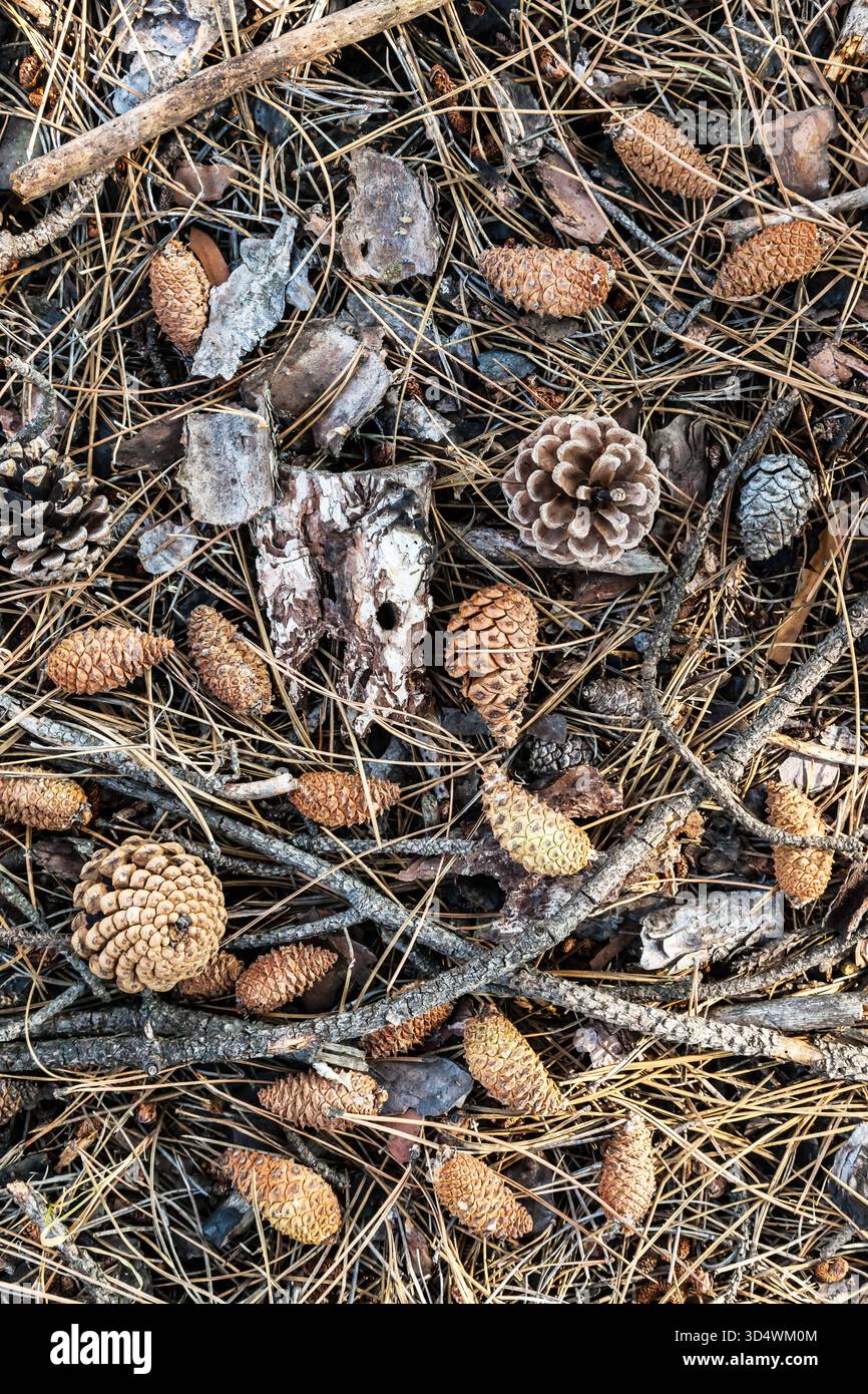 Cones lie on the ground with dried pine needles. Stock Photo