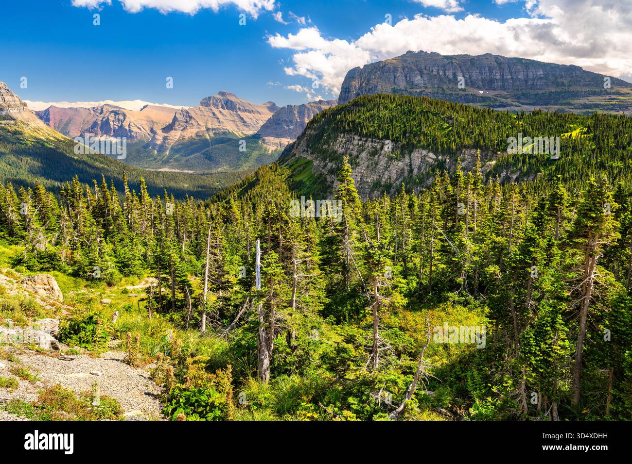 Dense evergreen forest fills hi-res stock photography and images - Alamy