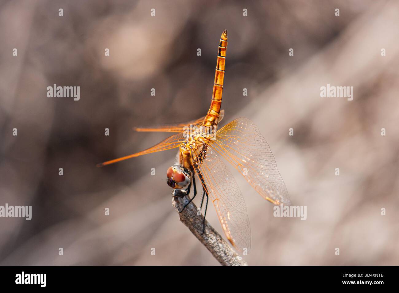 Adult female violet dropwing dragonfly, Trithemis annulata, in obelisk pose. Photographed in Cyprus Stock Photo