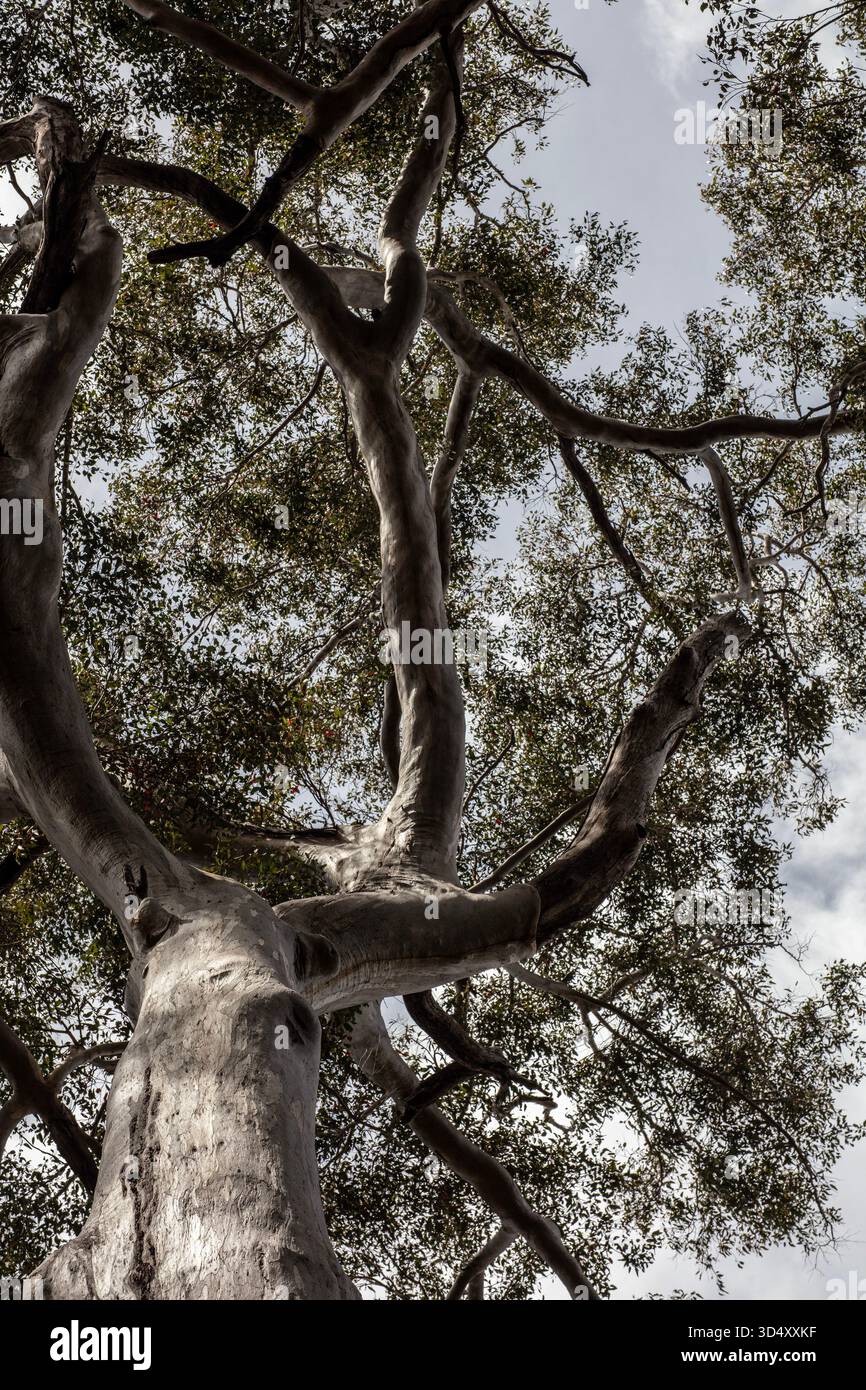 Looped Tree Branch Bark sheds each year hi-res stock photography and images - Alamy