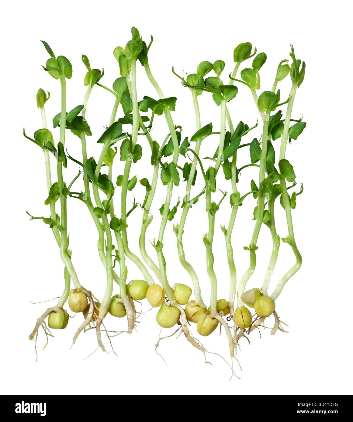 Fresh sprouted pea shoots isolated on white background. Stock Photo