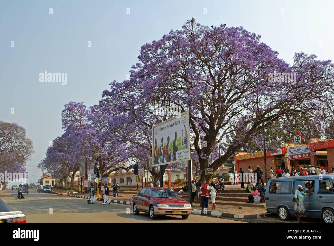 Jacaranda Baum Jacaranda Baum, Straße, Swasiland, Afrika Copyright: xIMAGO/Zoonar.com/RitaxFuchsx zoonar 784151 Stock Photo
