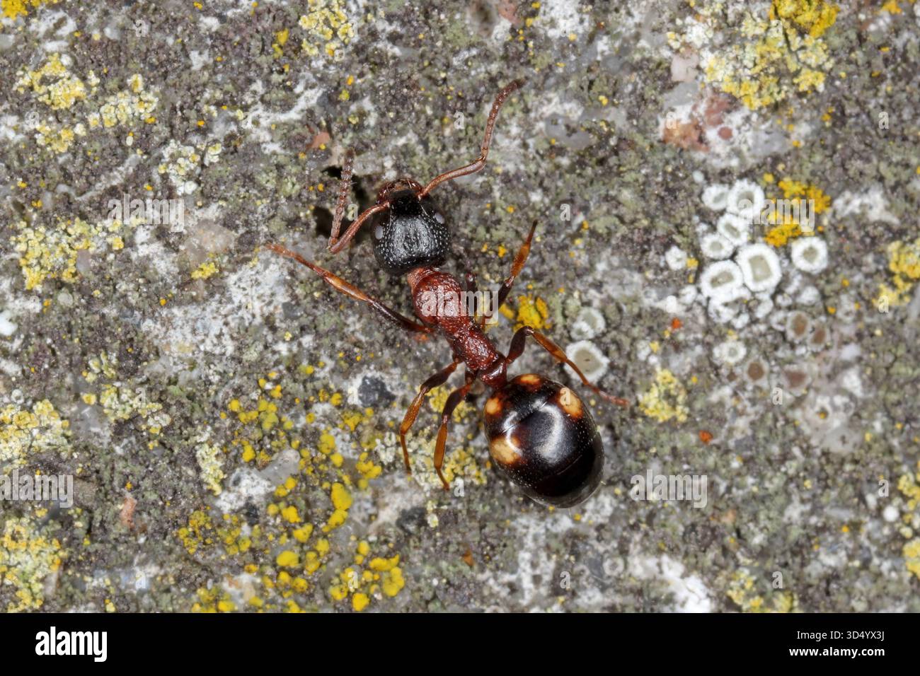 Ant, Dolichoderus quadripunctatus, walking on brick fence. Stock Photo