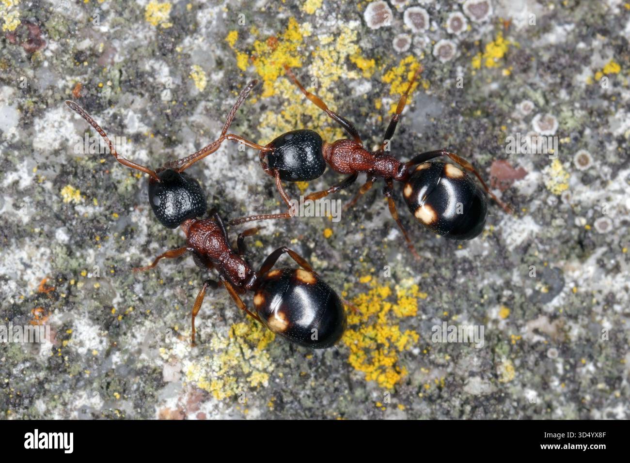 Ant, Dolichoderus quadripunctatus, walking on brick fence. Stock Photo
