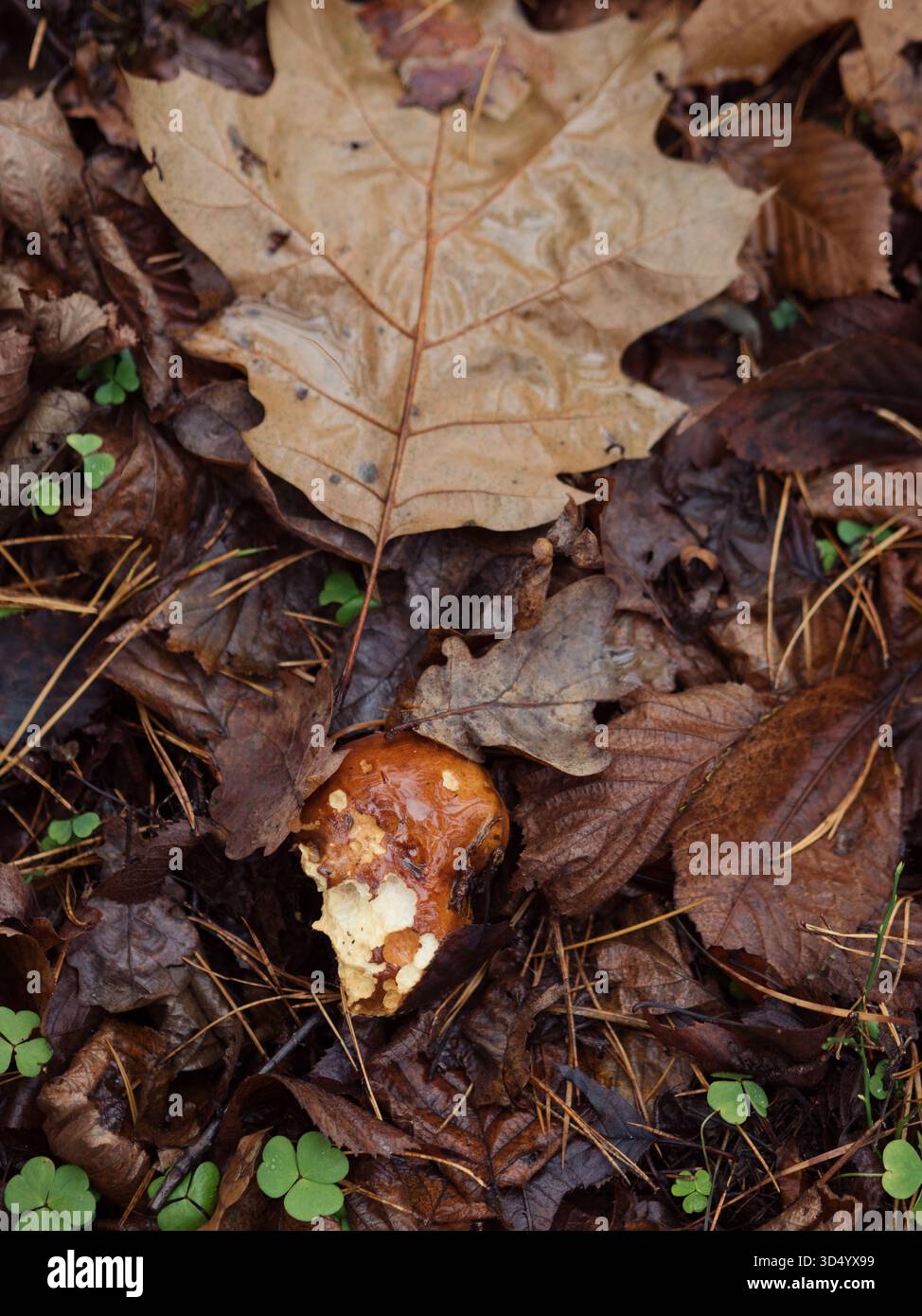 Bolete Mushroom Growing Among Wet Forest Leaves , Vertical Top Down Close Up Stock Photo