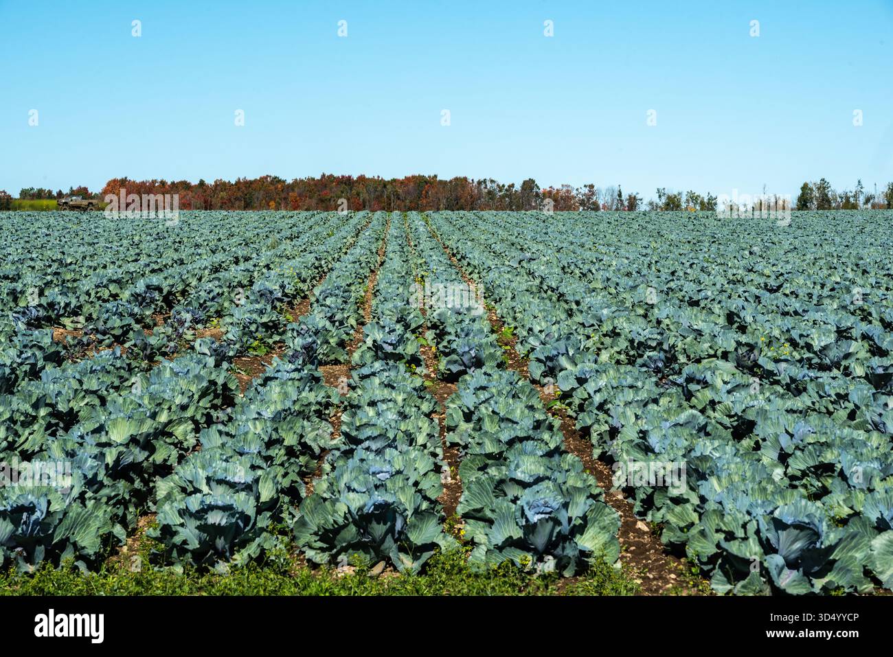 Cabbage Farm Crop In Ontario Canada Stock Photo