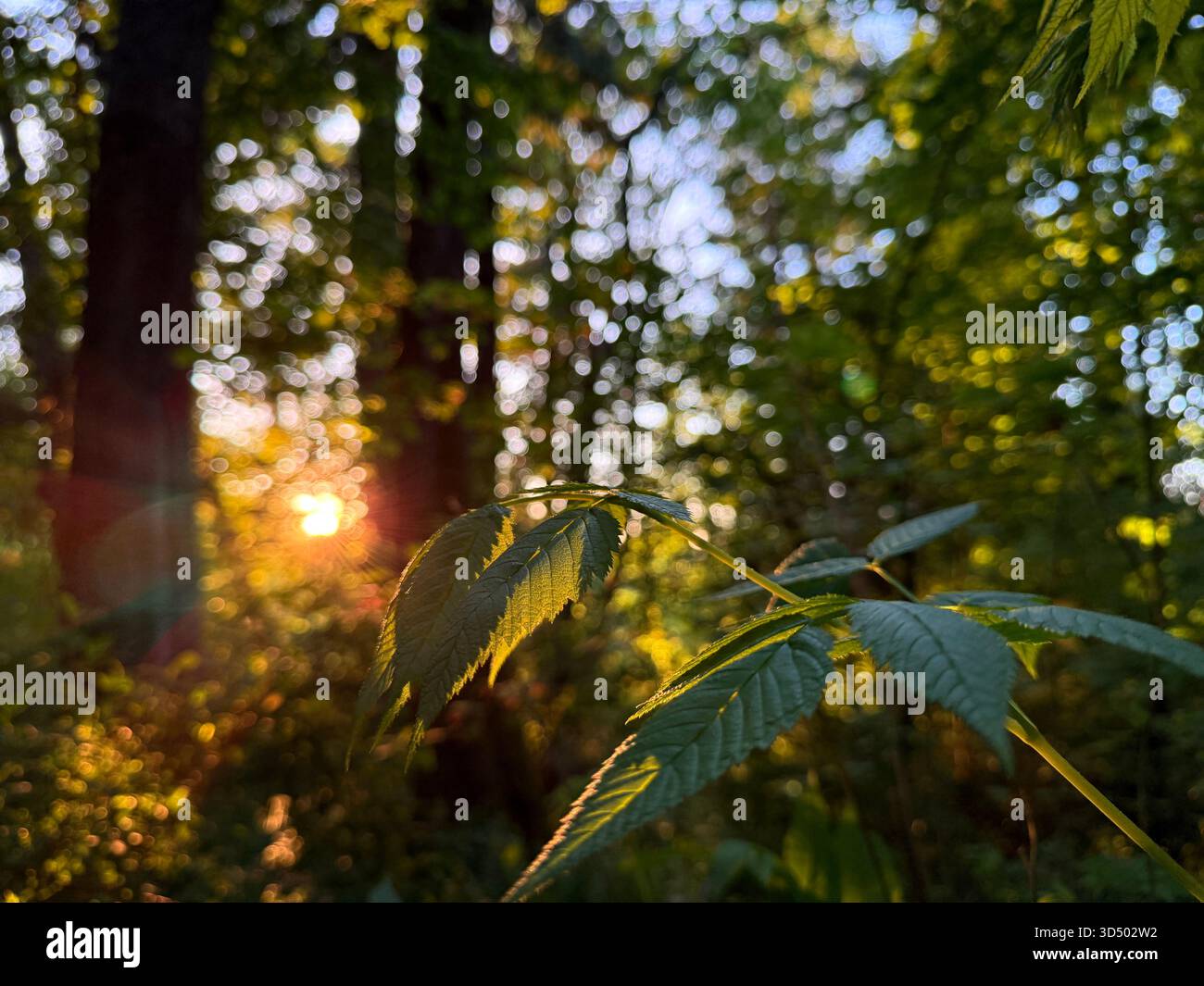 A golden sunset amongst the Pacific Northwest Forest, reflecting off the foliage and trees. - Smartphone Captured Stock Image