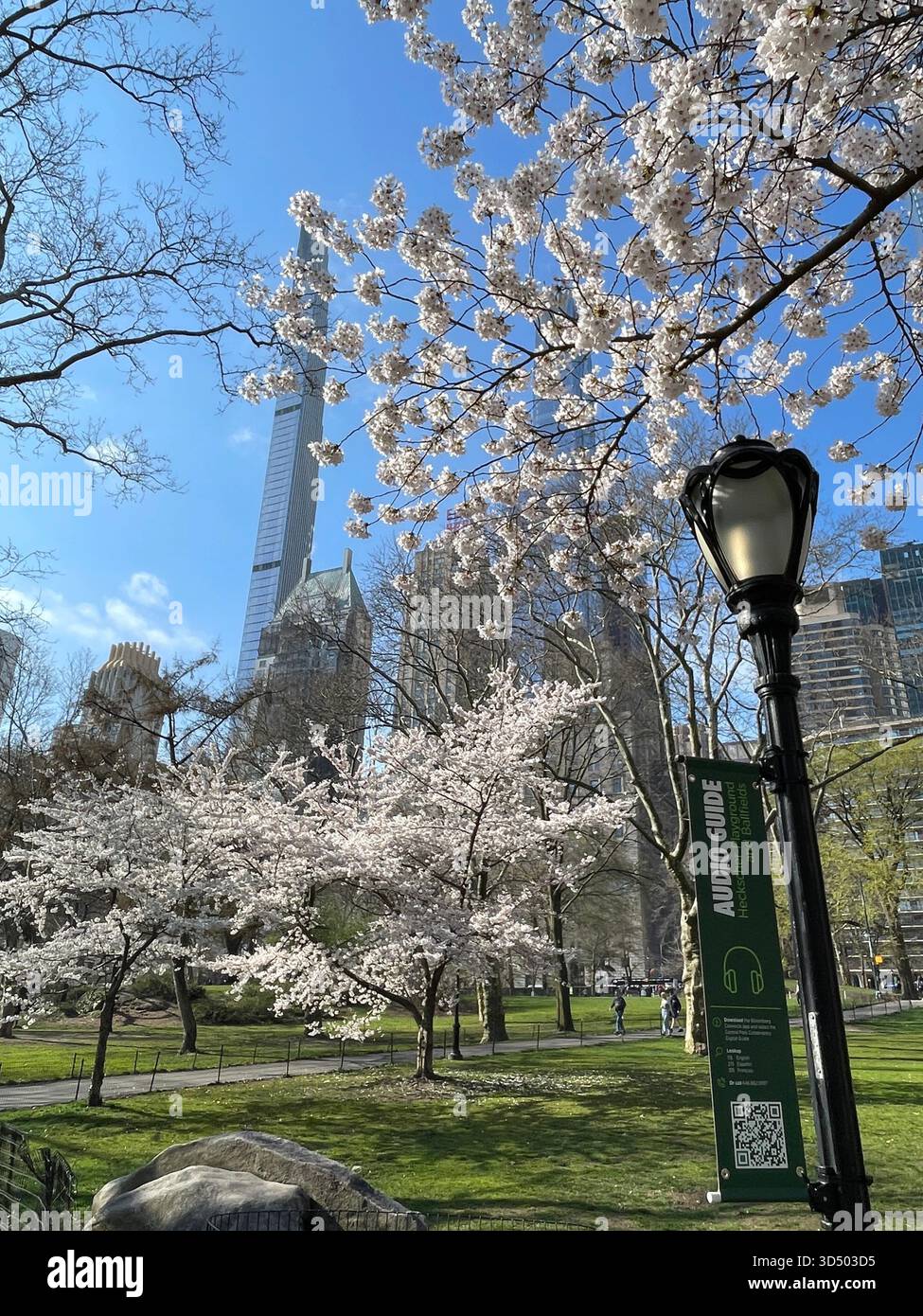 Nature meets urban architecture in Central Park’s scenic views. - Smartphone Captured Stock Image
