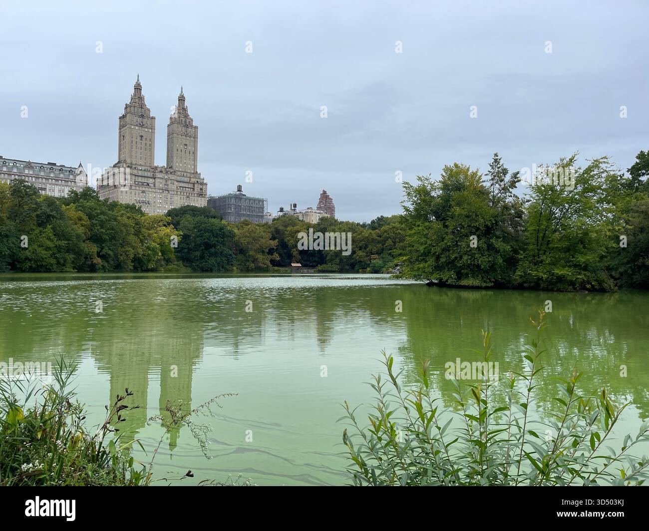 Springtime magic in the heart of Manhattan. - Smartphone Captured Stock Image
