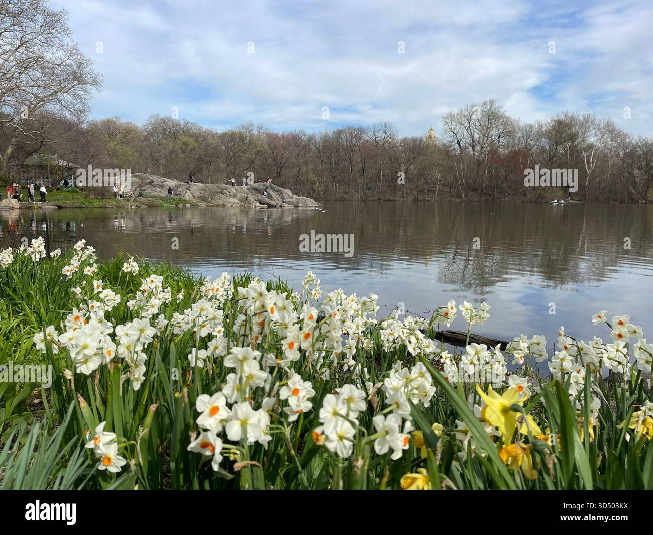 Central Park’s Lake awakens with spring blossoms and fresh greenery. - Smartphone Captured Stock Image