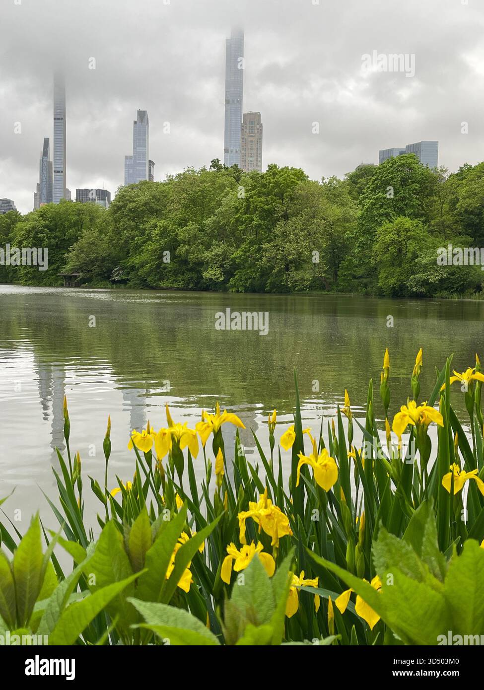 Springtime magic in the heart of Manhattan. - Smartphone Captured Stock Image