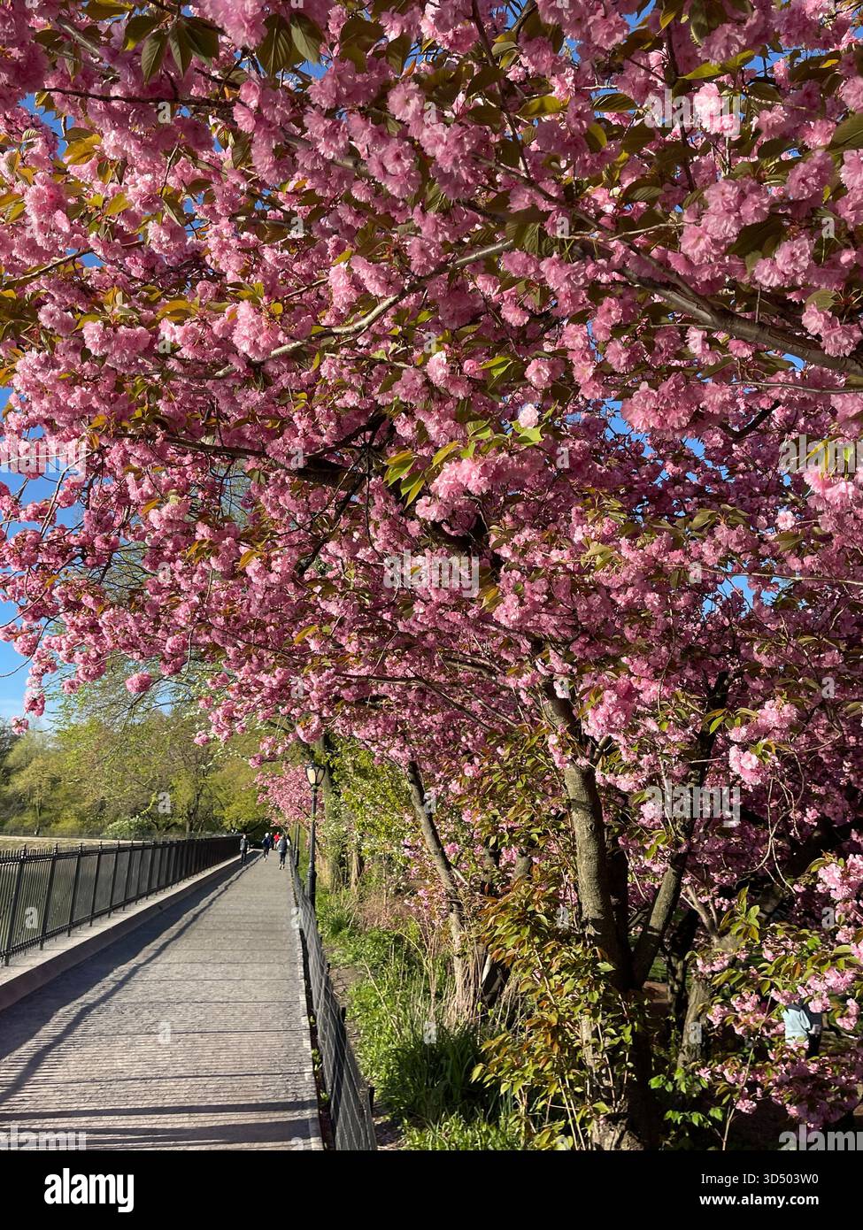 The Central Park Reservoir transforms with the beauty of each season. - Smartphone Captured Stock Image