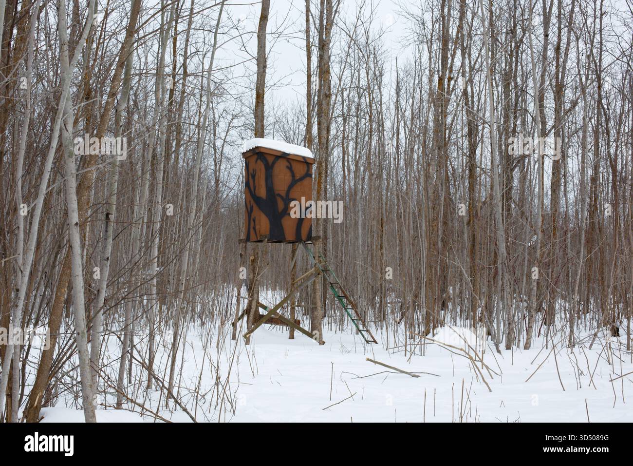 Deer stand in the forest during winter. Stock Photo