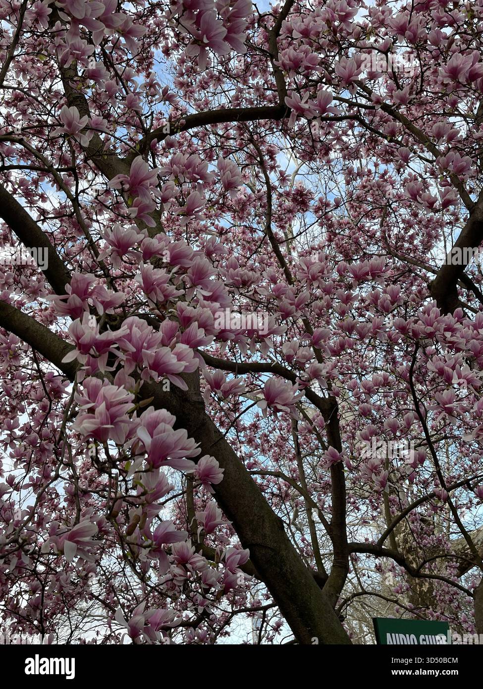 Springtime magic in the heart of Manhattan. - Smartphone Captured Stock Image