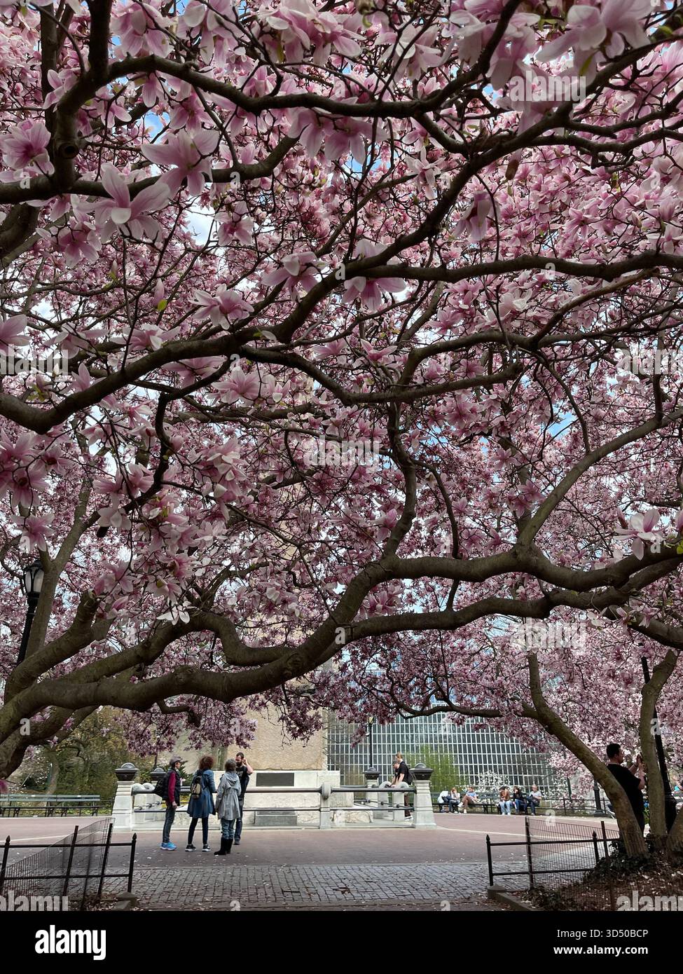 Springtime magic in the heart of Manhattan. - Smartphone Captured Stock Image