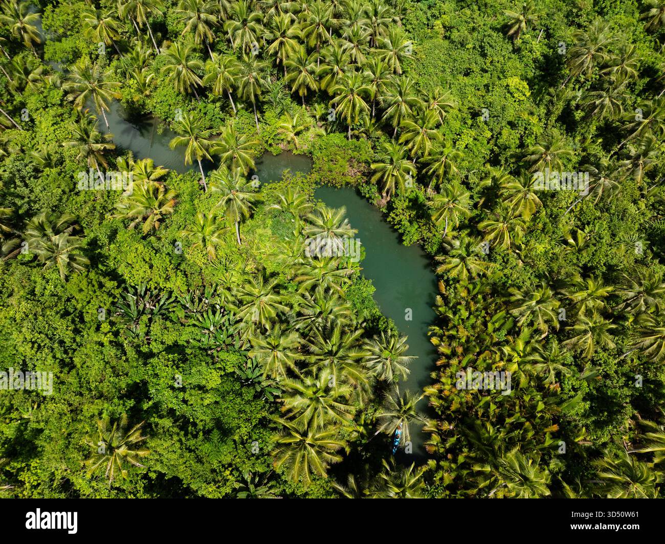 Curved green river flowing through dense palm jungle with thick ...
