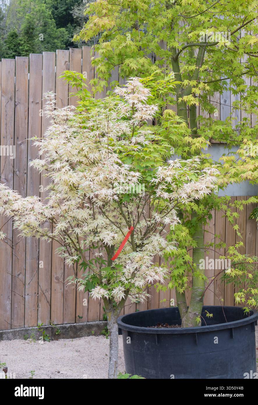 Striking japanese maple tree hi-res stock photography and images - Alamy
