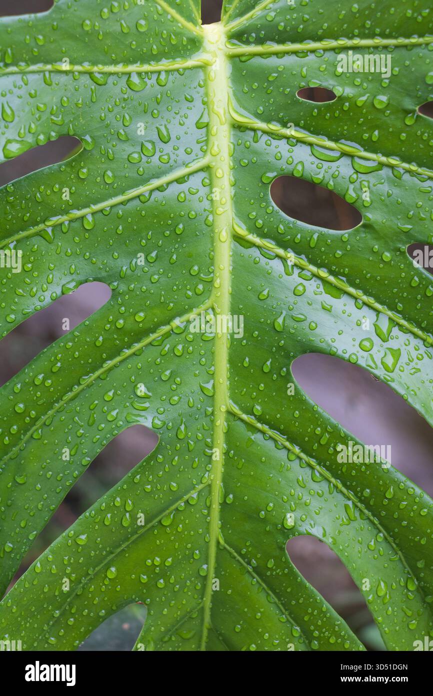 Close-up of green Monstera deliciosa leaf with water droplets after rain  showing natural texture and details Stock Photo - Alamy