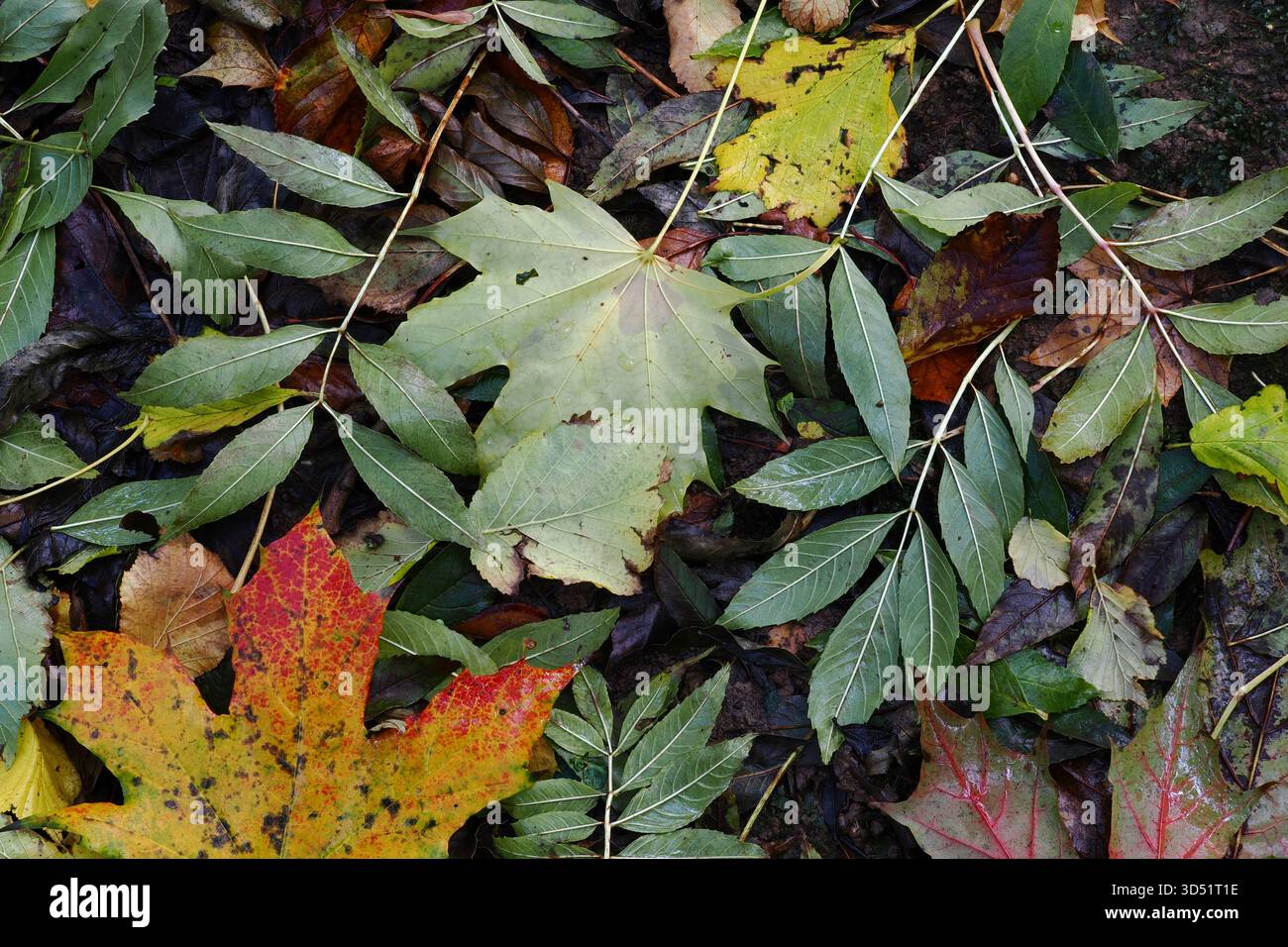 Deciduous leaf litter on the ground in autumn, UK Stock Photo