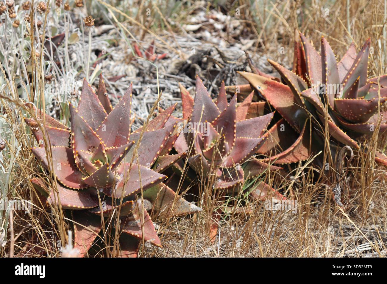 Wild succulents hi-res stock photography and images - Alamy
