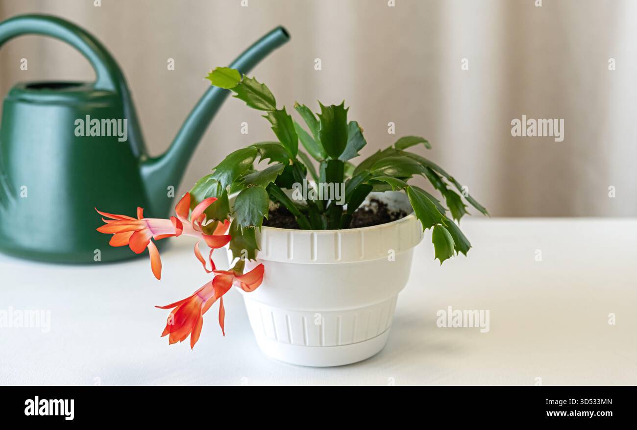 Christmas cactus watering hi-res stock photography and images - Alamy