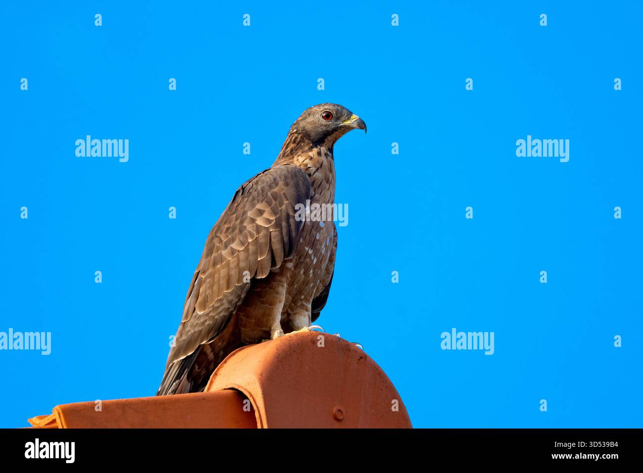 Majestic Black Eagle Perched Against Clear Blue Sky Stock Photo