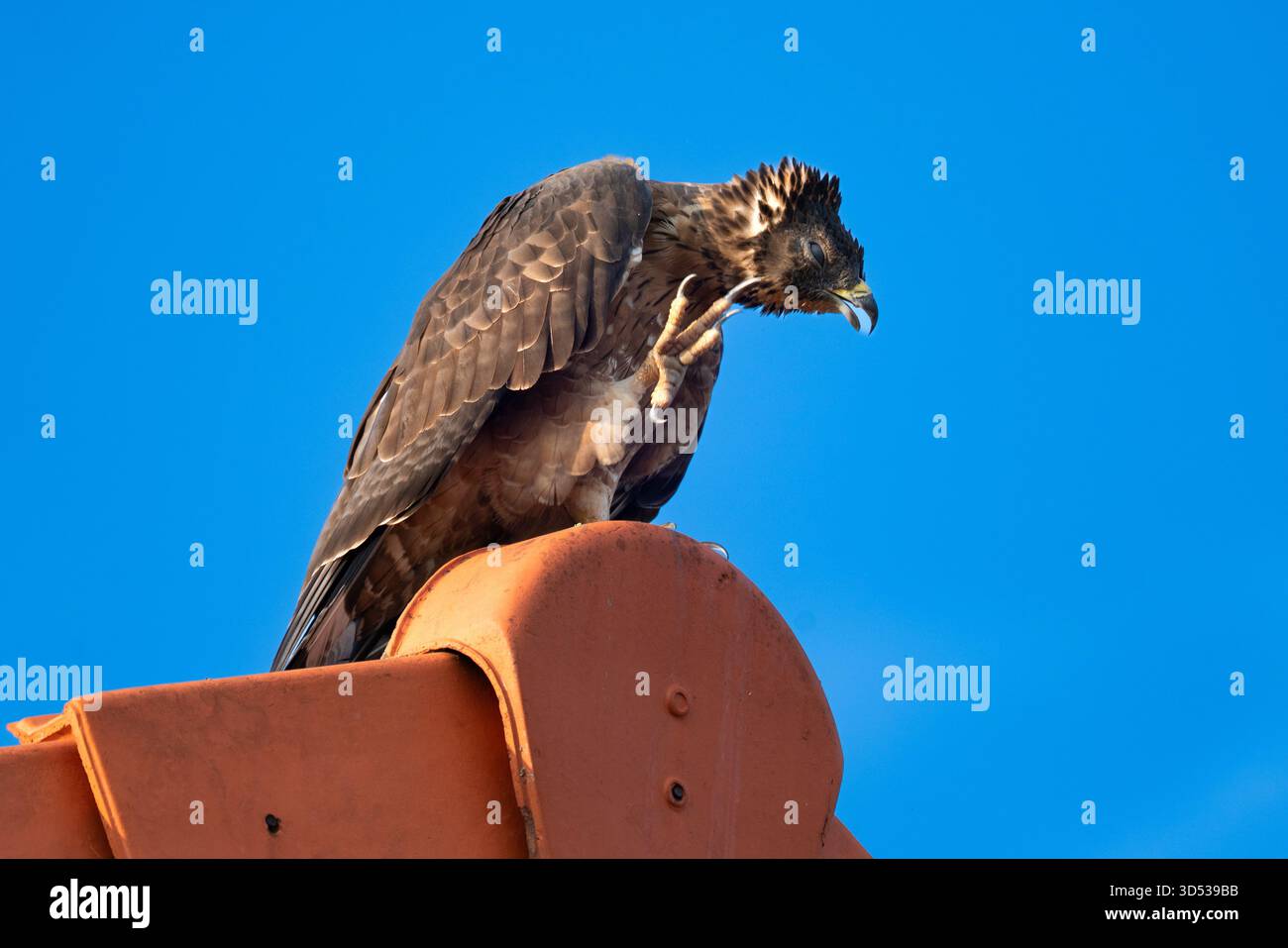 Majestic Black Eagle Perched Against Clear Blue Sky Stock Photo