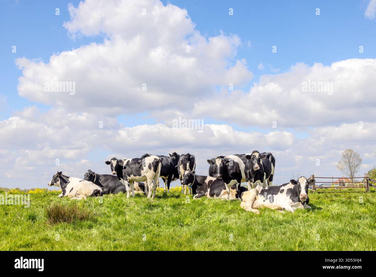Pack cows standing and lying in the tall grass of a green field, the ...