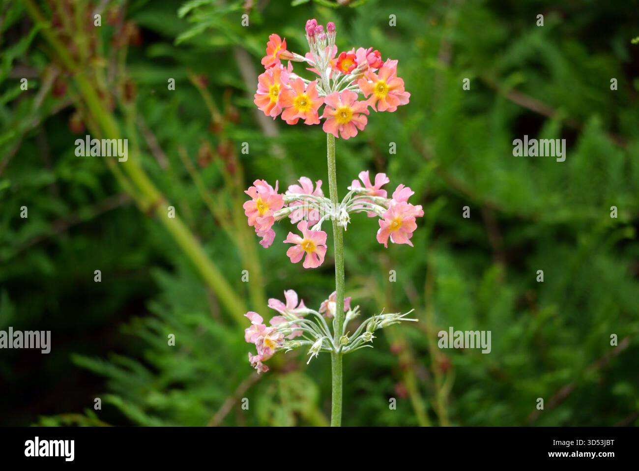 Single Orange Candelabra Primulas (Primroses) on Display in the Borders ...