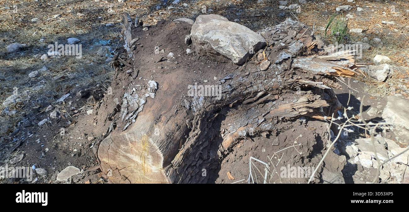 Tree stump and fallen log decaying on the ground with rocks and dry ...