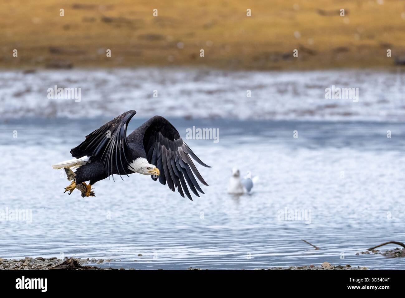 A bald eagle in flight with salmon remnants in talons Stock Photo