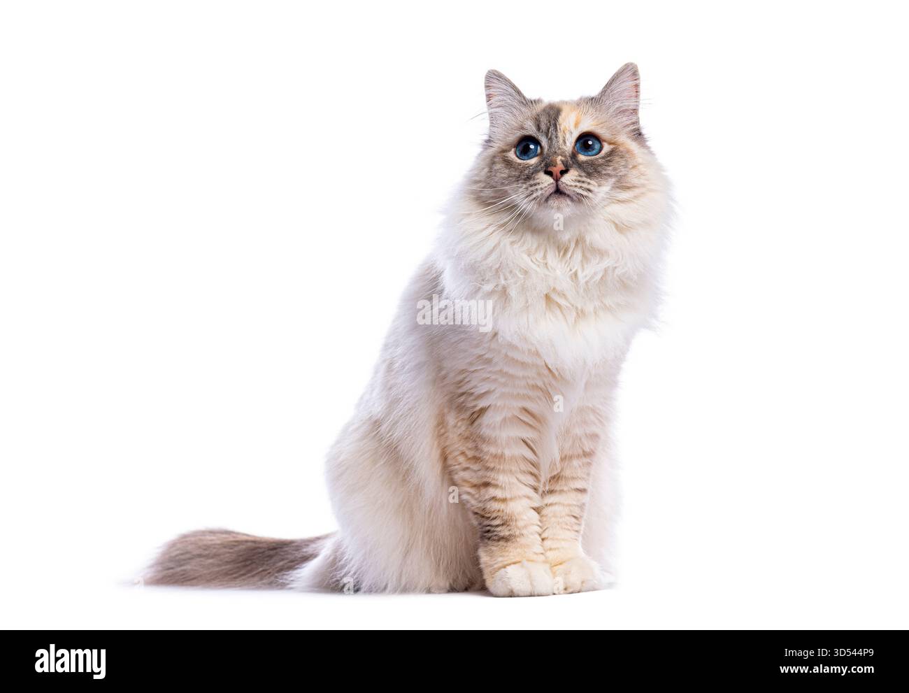 Adorable ragdoll kitten isolated Cut Out Stock Images &amp; Pictures - Alamy