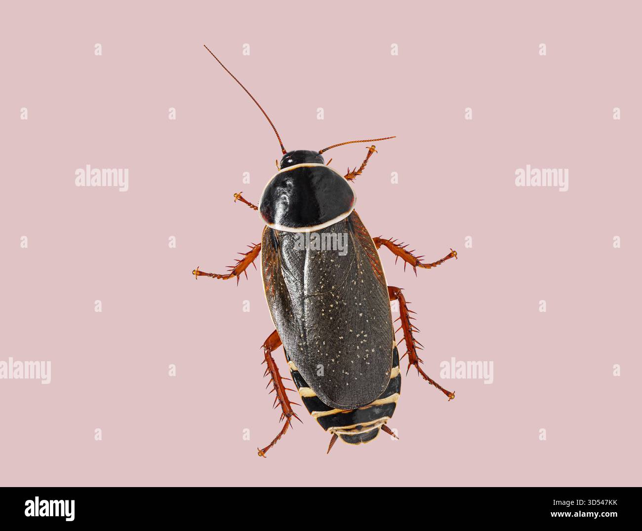 Cockroach insect with segmented body and antennae on a plain pink background Stock Photo