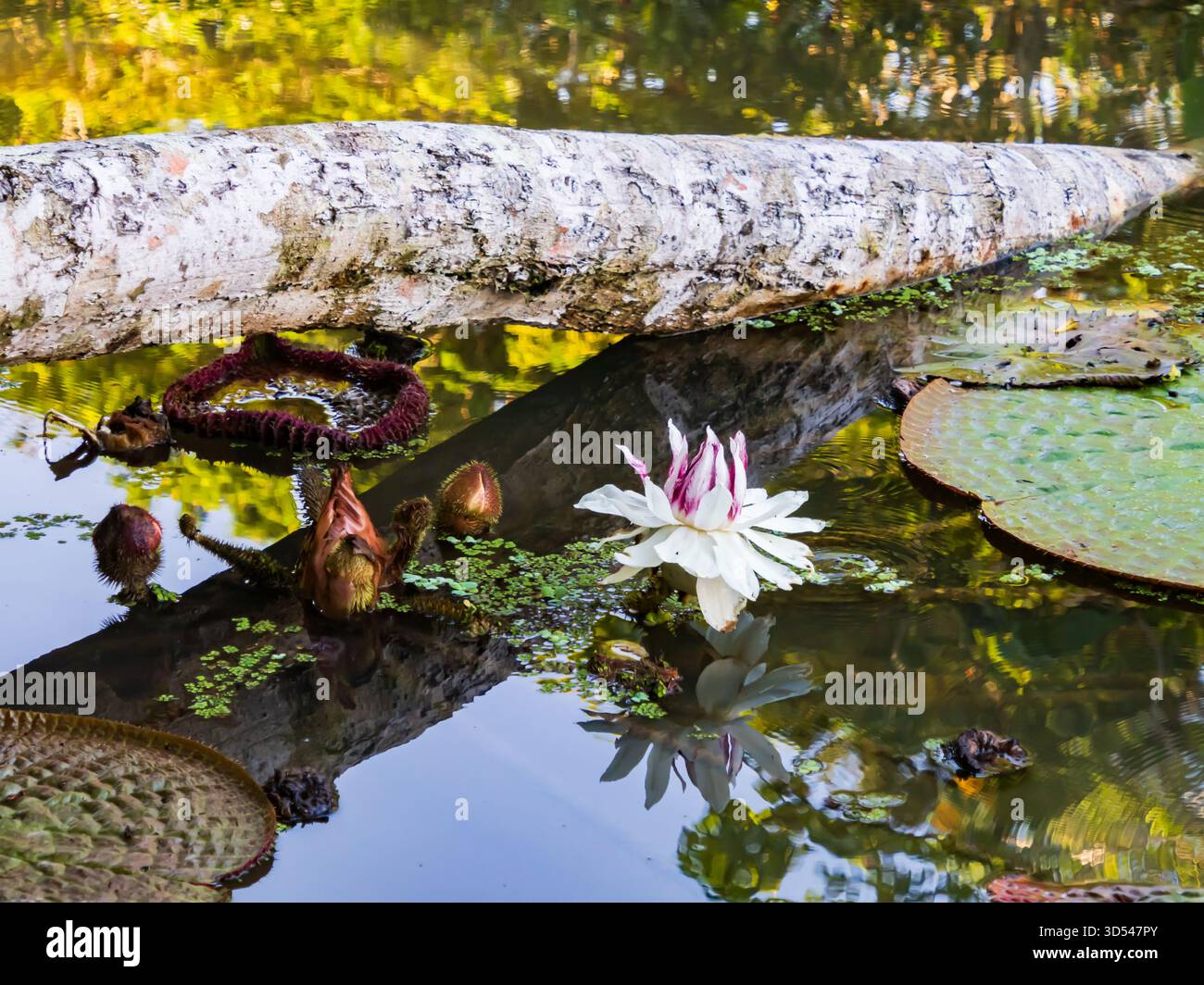 Terrific Water Lilies Near Me Pictures