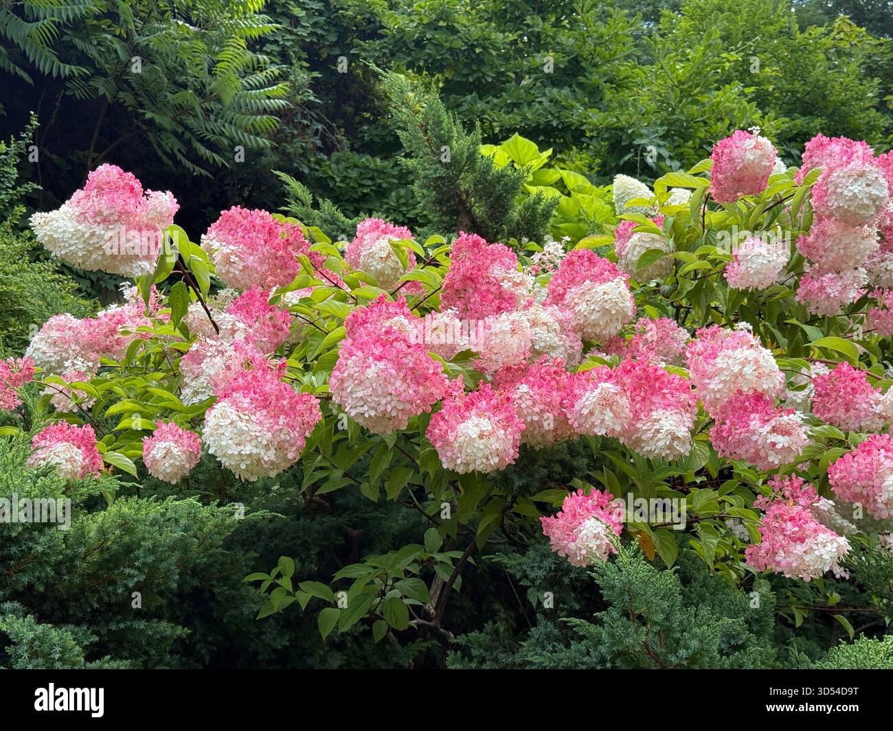 Hydrangea bush beautiful white pink flowers Stock Photo