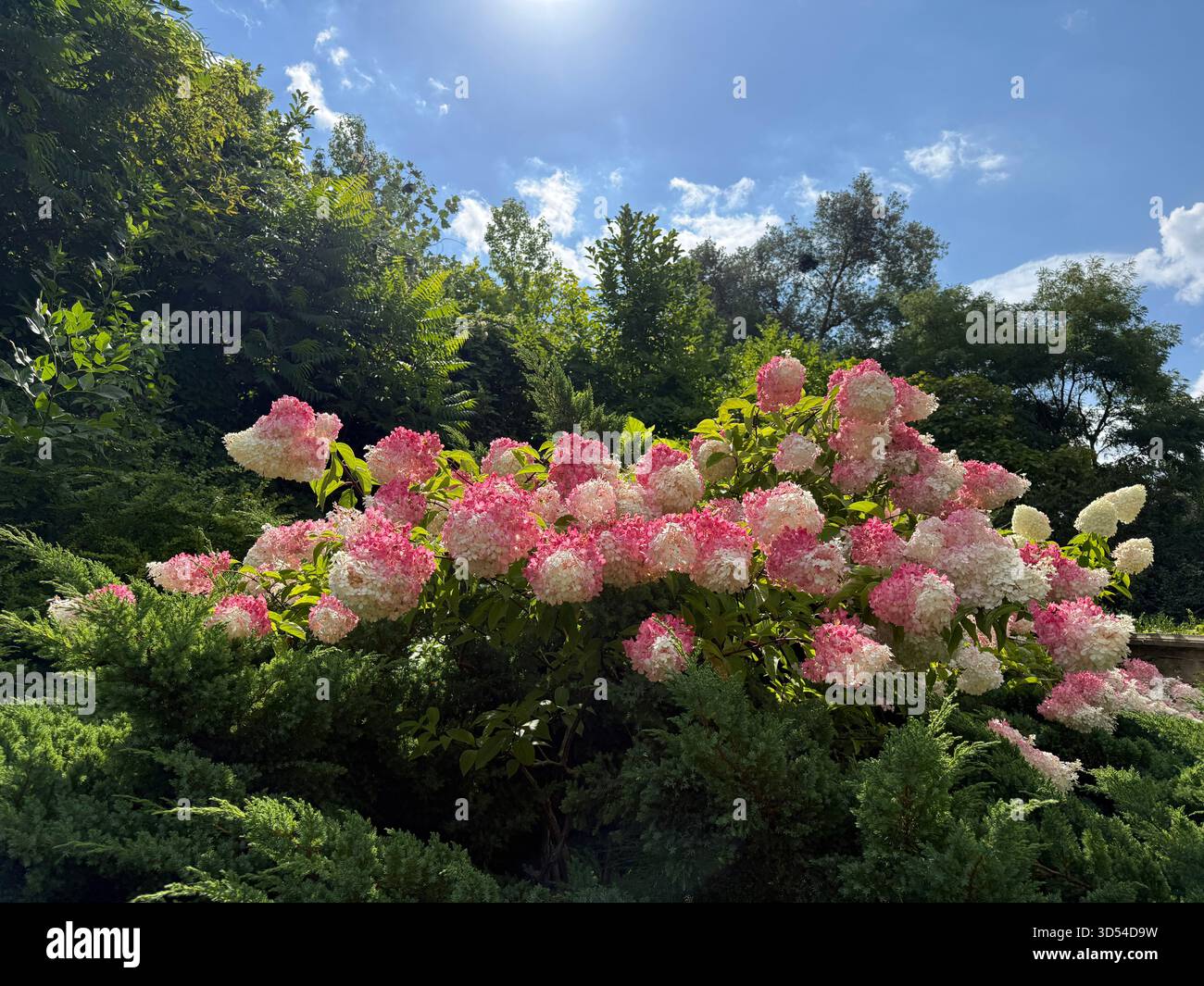 Hydrangea paniculata blooming bush pink white flowers Stock Photo