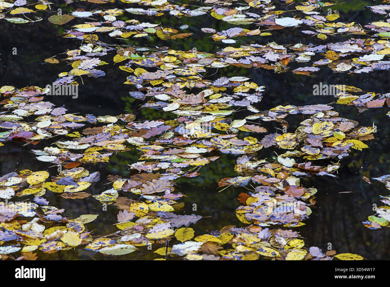 Floating colorful autumn leaves on a dark pond, Waldviertel Lower Austria Austria Stock Photo