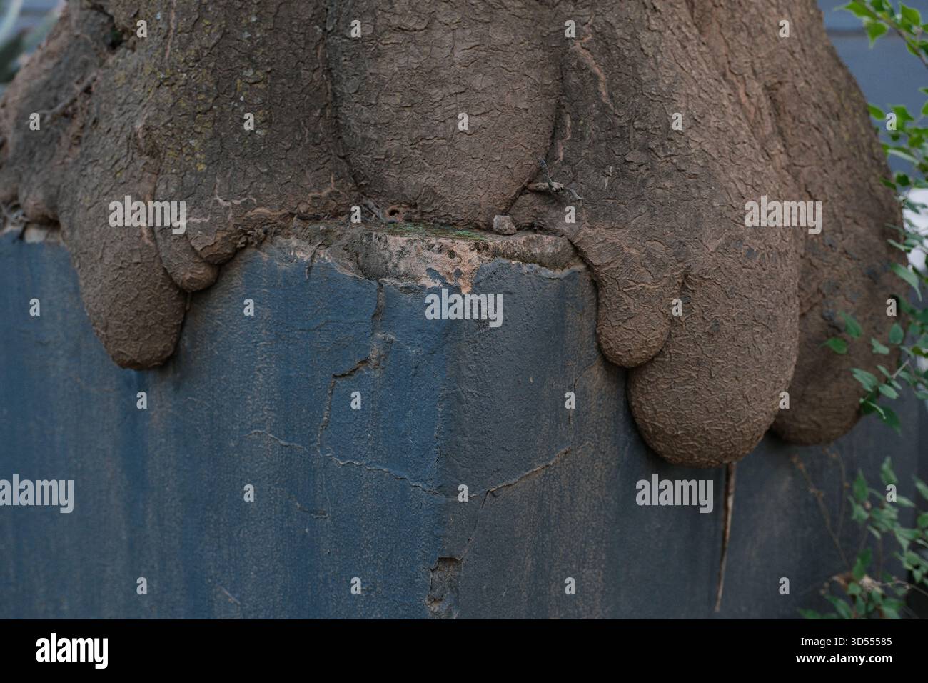 Tree Roots Growing Over and Cracking Concrete Structure Stock Photo - Alamy