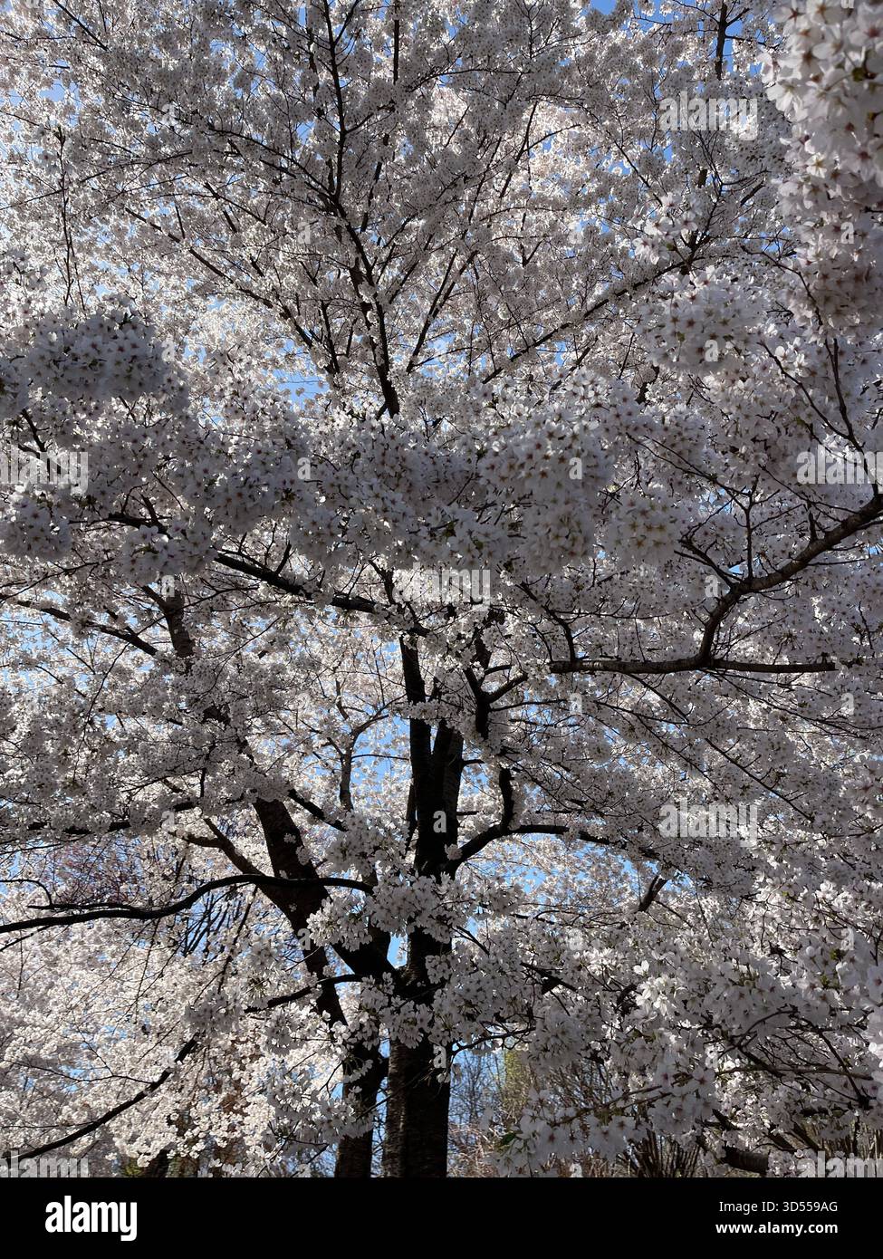 Central Park alive with blooming cherry trees dancing in the wind. - Smartphone Captured Stock Image