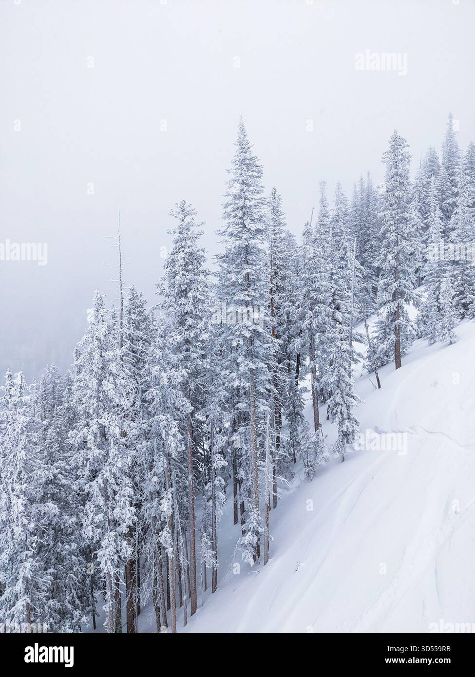 Snow-covered birch trees in a winter forest during heavy snowfall in Flagstaff, Arizona. - Smartphone Captured Stock Image