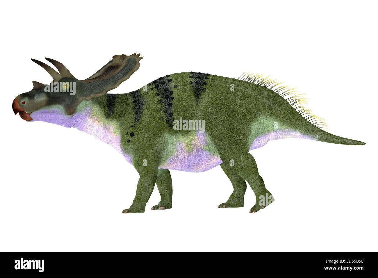 Genus of herbivorous ceratopsian Cut Out Stock Images \u0026 Pictures - Alamy, image size:1300x956