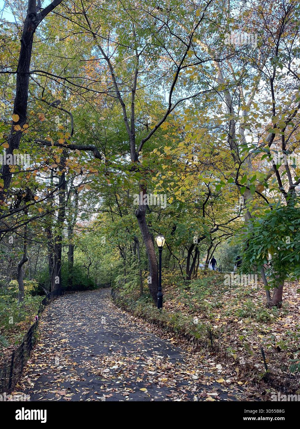Autumn paints Central Park in gold and quiet magic. - Smartphone Captured Stock Image