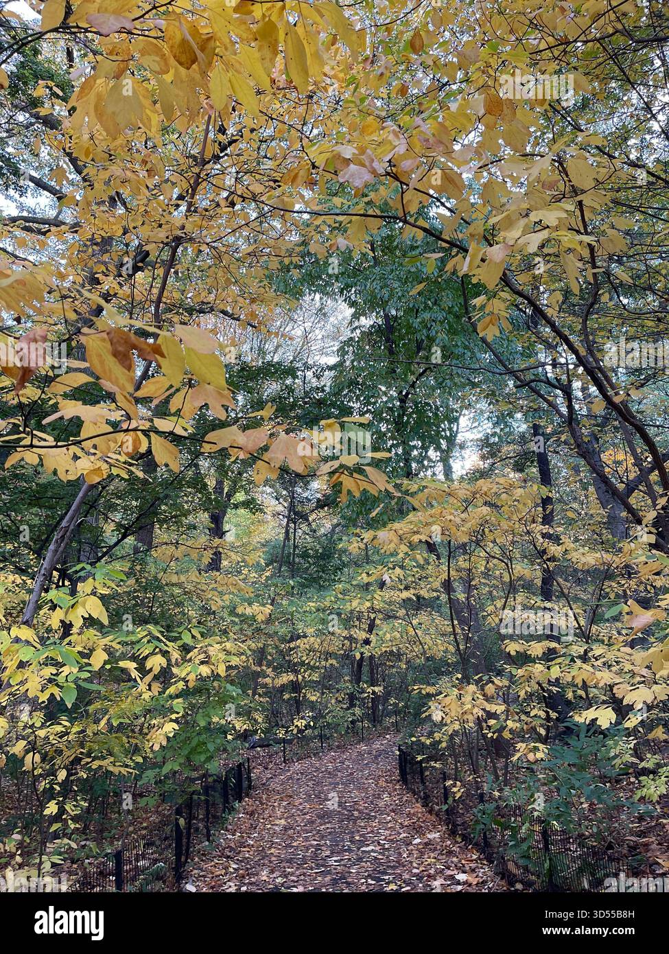 Autumn paints Central Park in gold and quiet magic. - Smartphone Captured Stock Image