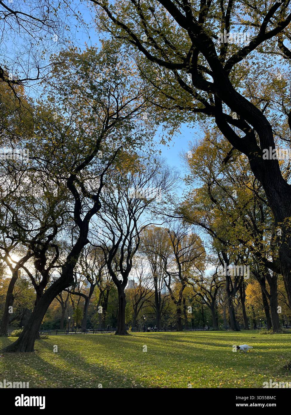 Autumn paints Central Park in gold and quiet magic. - Smartphone Captured Stock Image