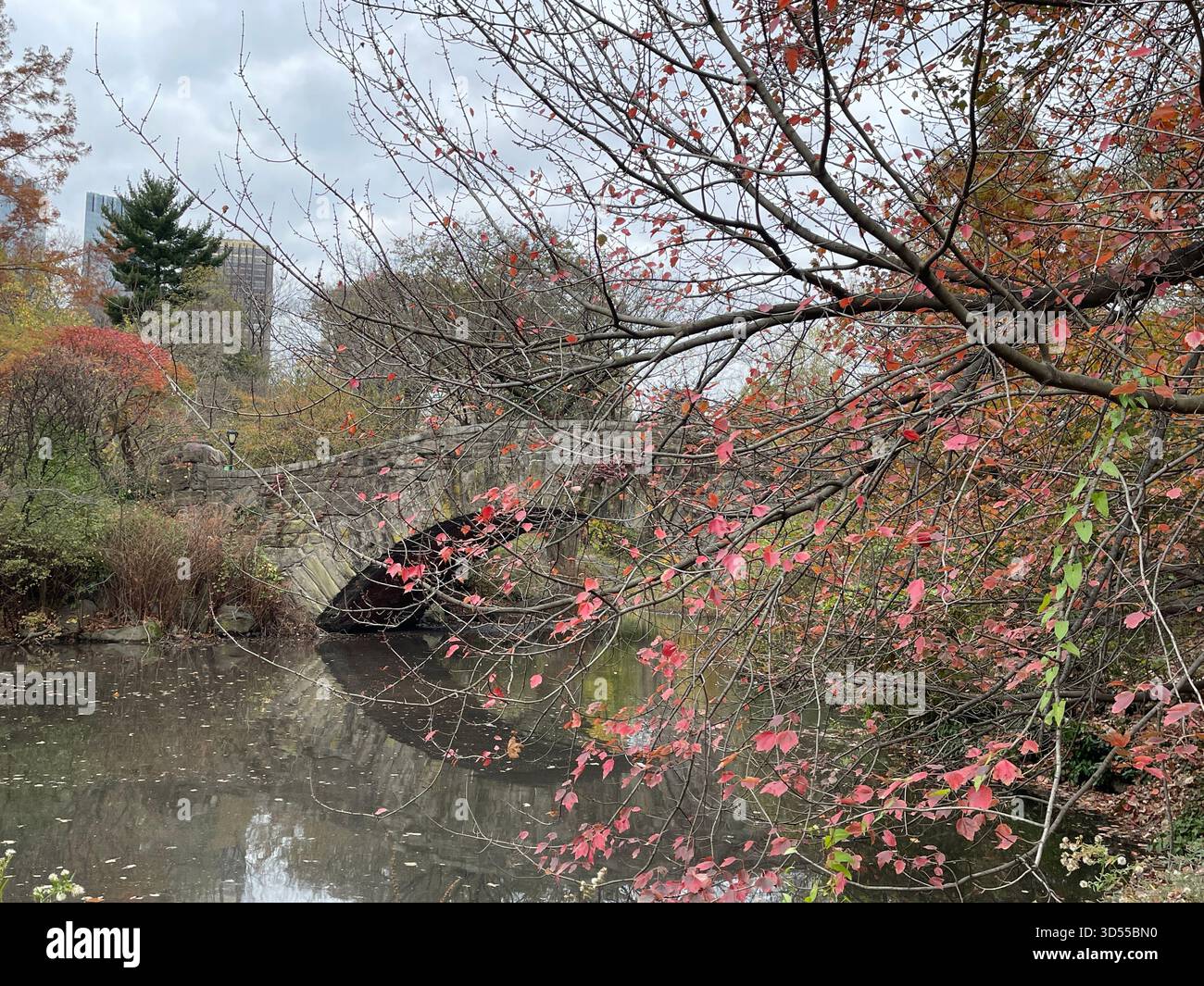 Autumn paints Central Park in gold and quiet magic. - Smartphone Captured Stock Image