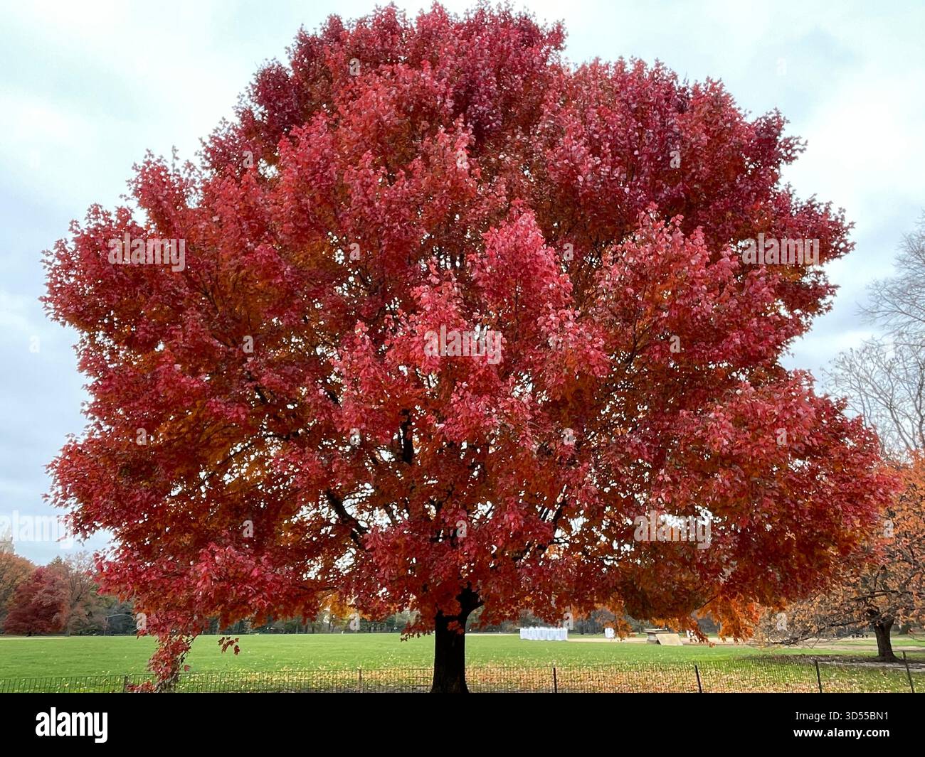 Autumn paints Central Park in gold and quiet magic. - Smartphone Captured Stock Image