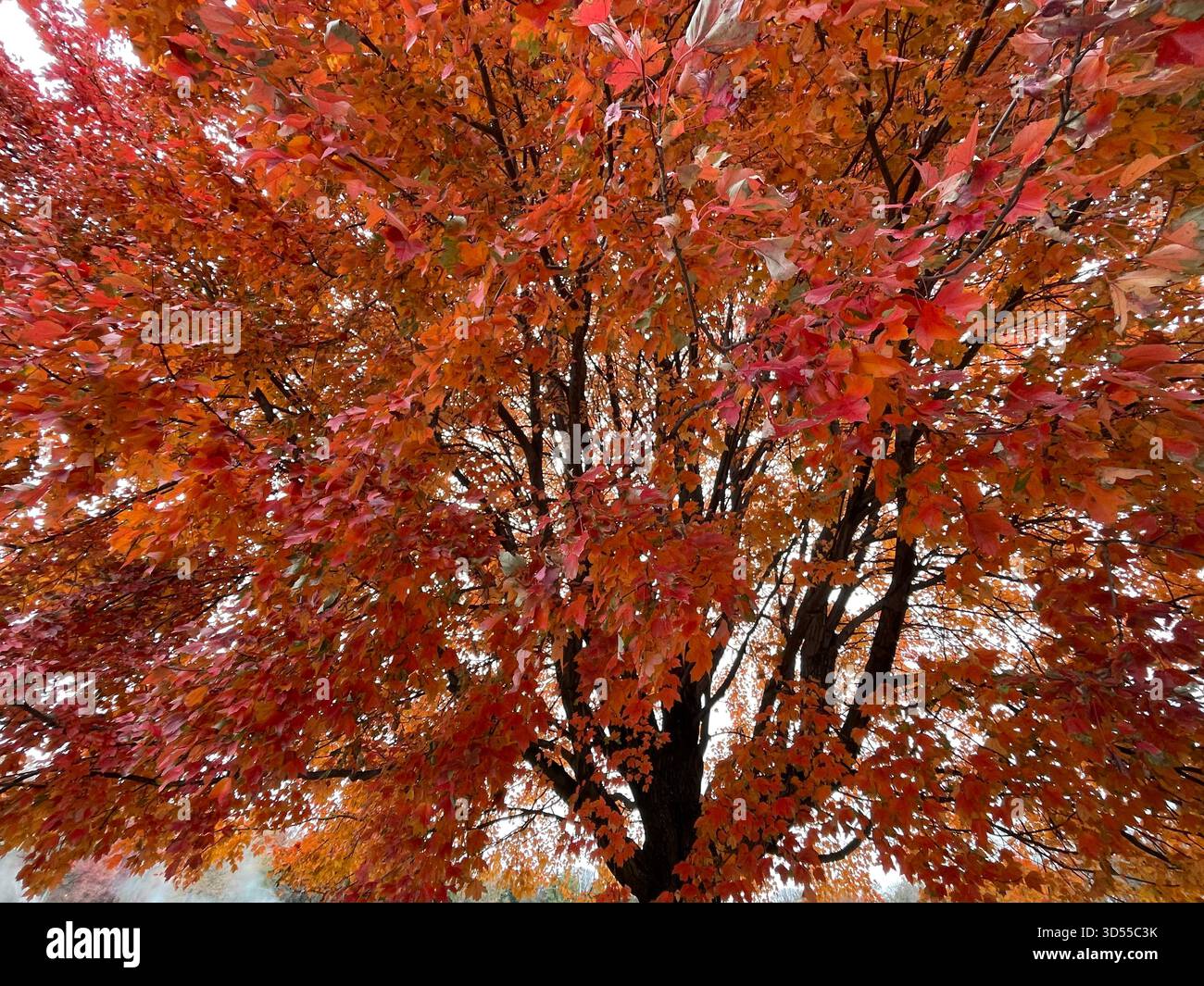 Autumn paints Central Park in gold and quiet magic. - Smartphone Captured Stock Image